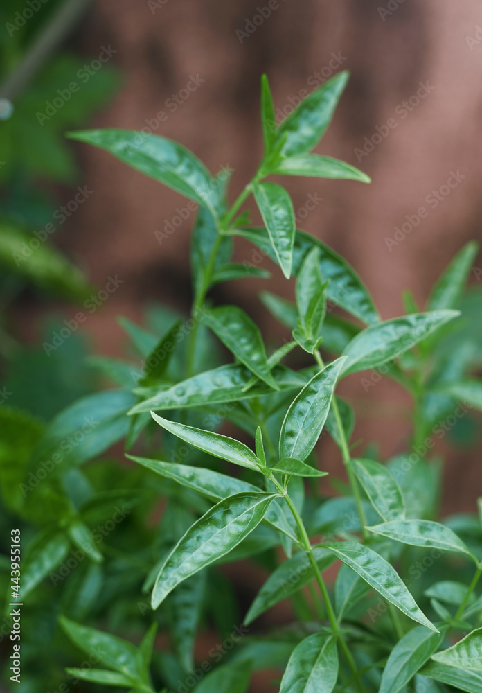 Closeup of creat / Green chiretta (Andrographis paniculata) plant