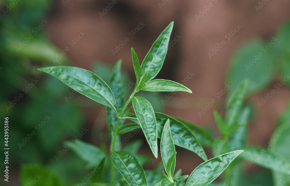 Foto de Closeup of creat / Green chiretta (Andrographis paniculata