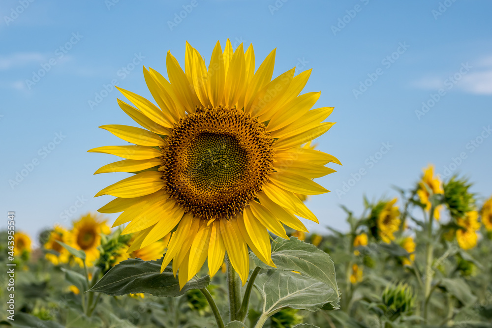 Sunflower in a field in Provence