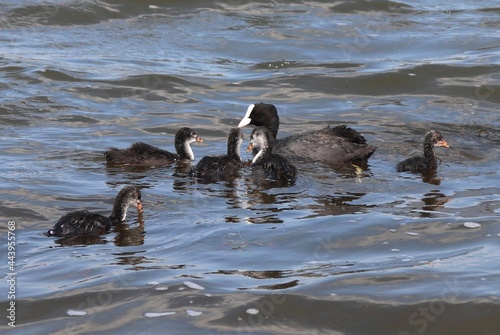 Eurasian coot, or common coot, or Australian coot (Lat. Fulica atra) family swimming. Parent and juvenile aquatic birds. Black red-eyed adult waterbird with brood of baby chicks photo