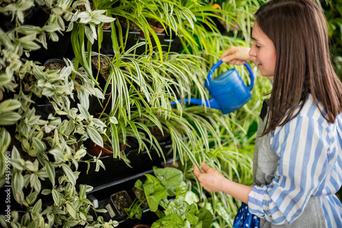 Woman florist pouring fresh water on vertical greenery phyto modul with chlorophytum plants photo