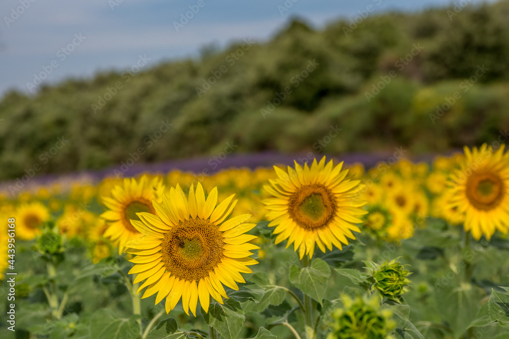 Obraz premium Sunflower in a field in Provence