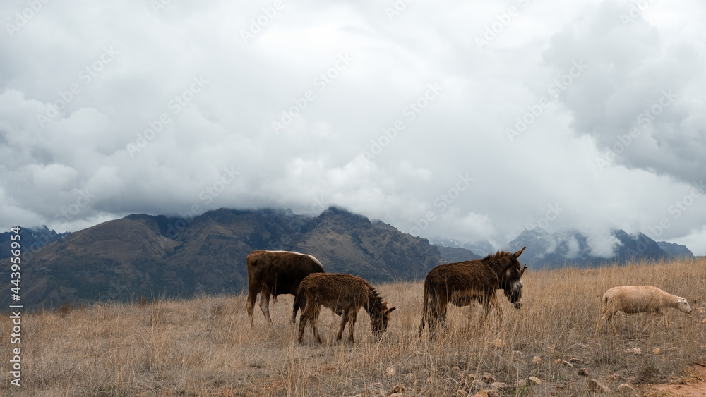 Fototapeta premium Animales Pastando en Cuzco