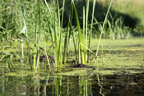 Small wild ducklings swims in the green mud in a swampy lake on the water among the reed grass blades  European waterfowl birds