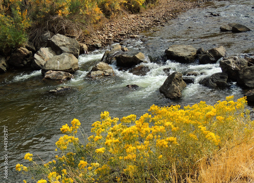 south platte river and yellow wildflowersr in fall in  waterton canyon, littleton, colorado   photo