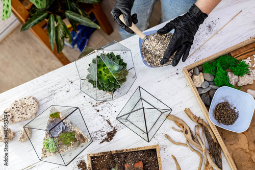 Top view woman gardener hands in protective gloves arrangement succulents into glass florariums photo