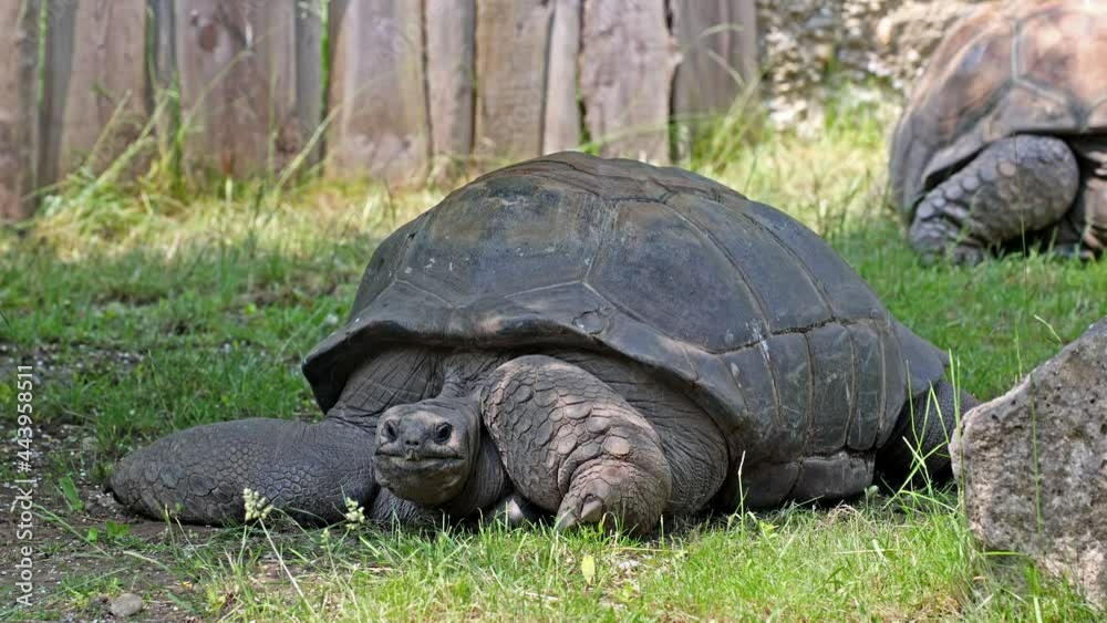 The Aldabra giant tortoise (Aldabrachelys gigantea) on Curieuse island (the site of a successful wild tortoise conservation program) of Praslin island in the Seychelles The Aldabra giant tortoise (Aldabrachelys gigantea) on Curieuse island (the site of a successful wild tortoise conservation program) of Praslin island in the Seychelles