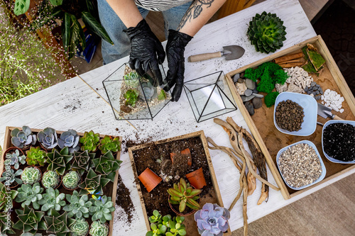 Top view woman gardener hands in protective gloves arrangement succulents into glass florariums photo