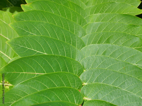Green bush in garden and tropical forest, Group of leaves on tree plant, leaf in nature