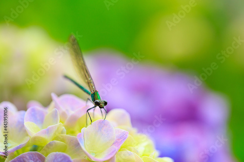 dragonfly on a flower