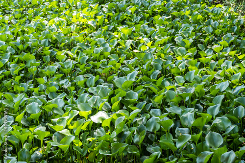 Enceng Gondok or Green water hyacinth photo