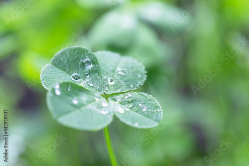 水滴のついた雨上がりに四つ葉のクローバー