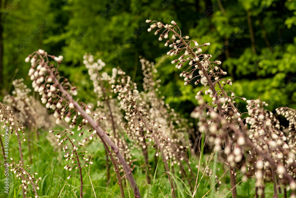 Close up of butterbur in bloom, near Eschenbruch, Teutoburg Forest, North Rhine-Westphalia, Germany. Close up of butterbur in bloom, near Eschenbruch, Teutoburg Forest, North Rhine-Westphalia, Germany.