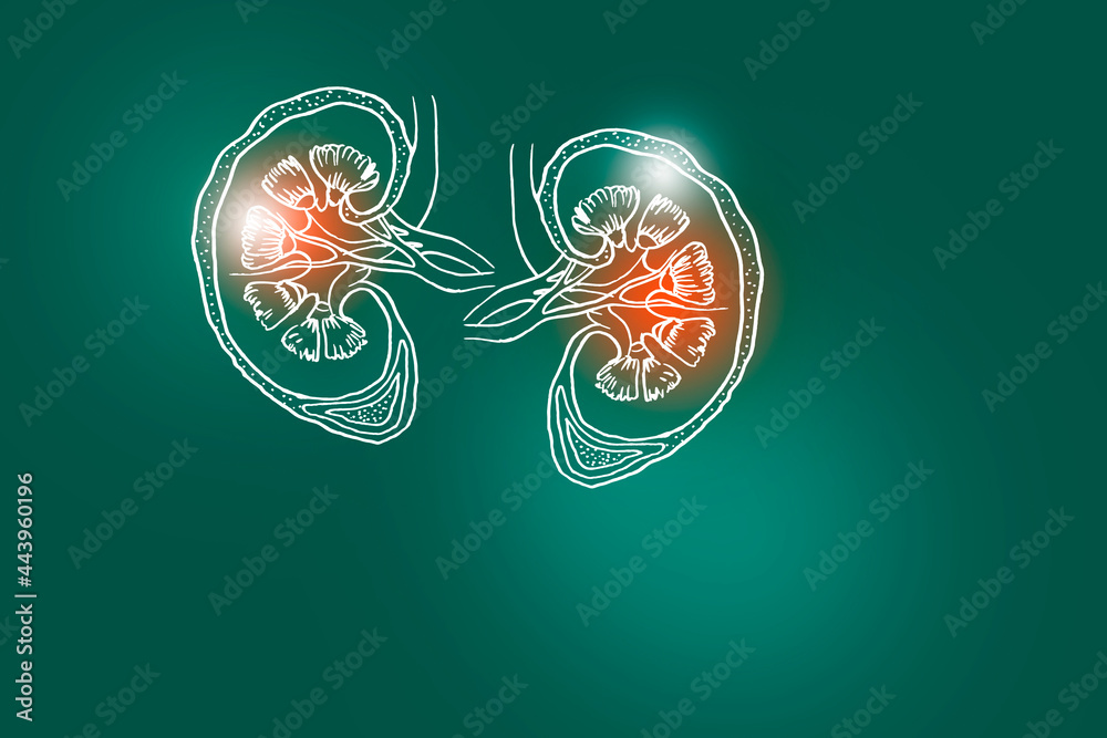 Handrawn illustration of human Kidneys on deep green background ...