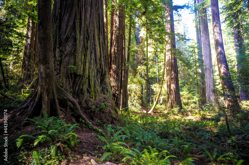 Afternoon Light on the Redwoods  Jedediah Smith State Park  Redwoods National Park  California