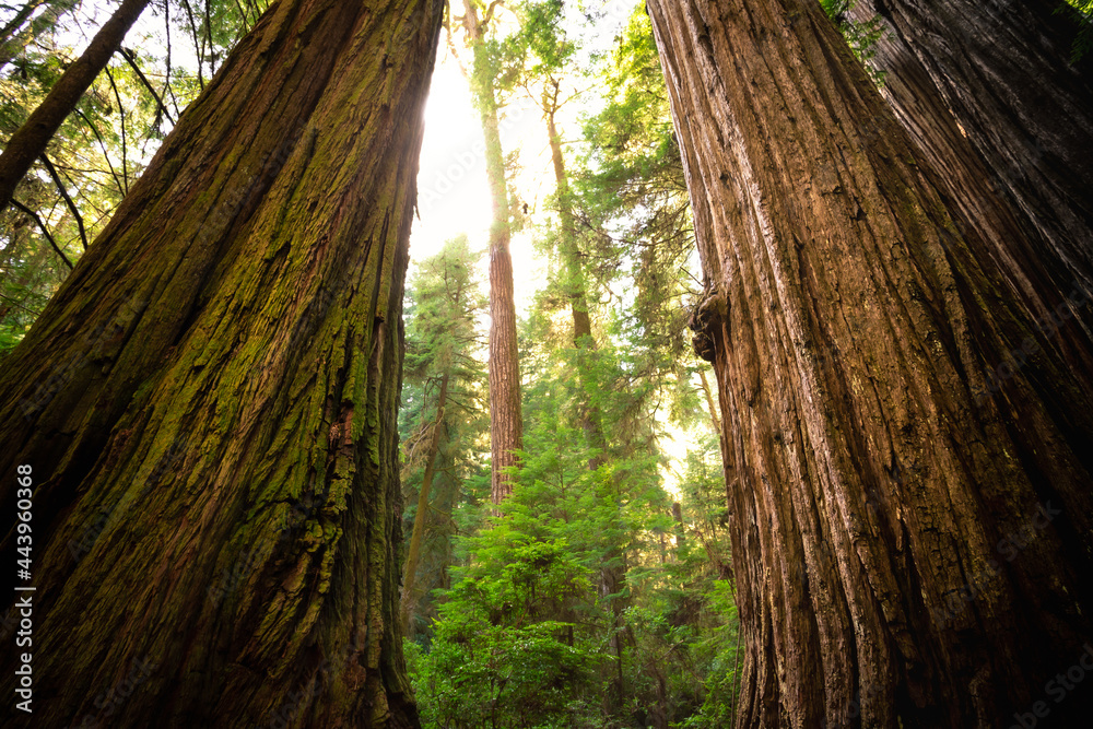 Afternoon Light on the Redwoods, Jedediah Smith State Park, Redwoods National Park, California - obrazy, fototapety, plakaty 