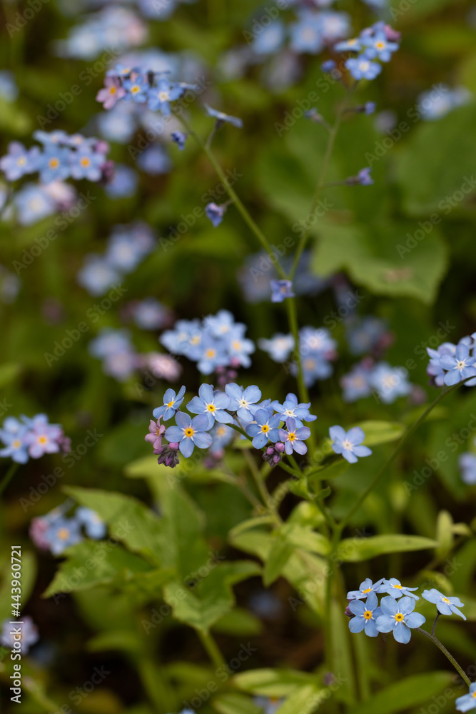 Forget Me Not Flowers. Myosotis. Love and respect symbol Forget Me Not Flowers. Myosotis. Love and respect symbol
