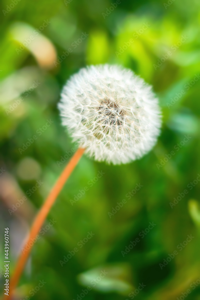 white dandelion in the grass, close up view white dandelion in the grass, close up view