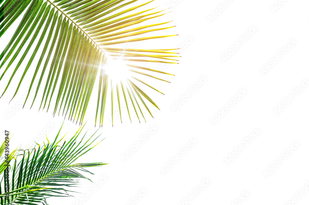 Fototapeta premium palm tree leaves