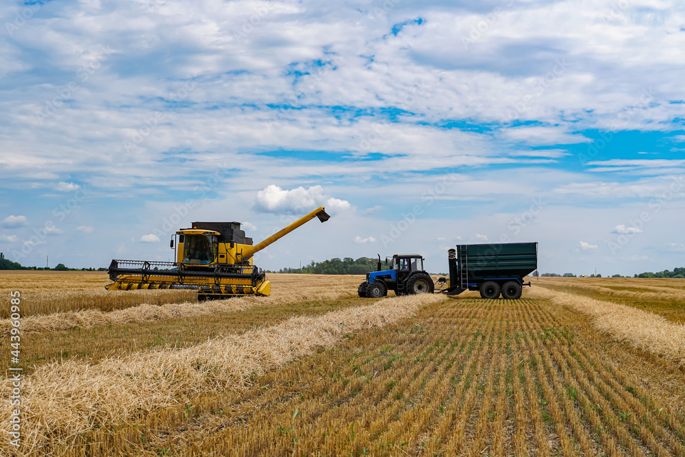 Fototapeta premium Big combine harvesting a gold wheat. Agricultural harvest farming.