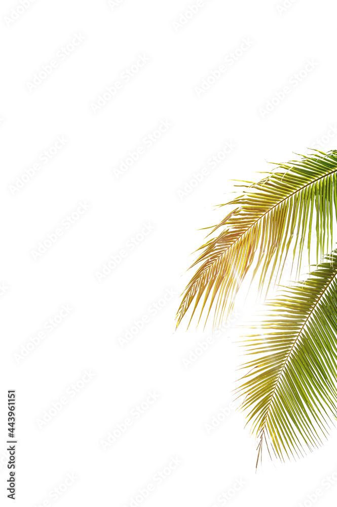 Fototapeta premium palm tree isolated on white background