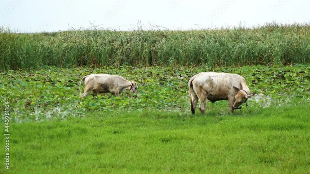 White color Thai cow and calf standing on the edge of stream, Two Cows grazing in water and green field have mountains covered with white cloud and blue sky in background, Livestock in Thailand White color Thai cow and calf standing on the edge of stream, Two Cows grazing in water and green field have mountains covered with white cloud and blue sky in background, Livestock in Thailand