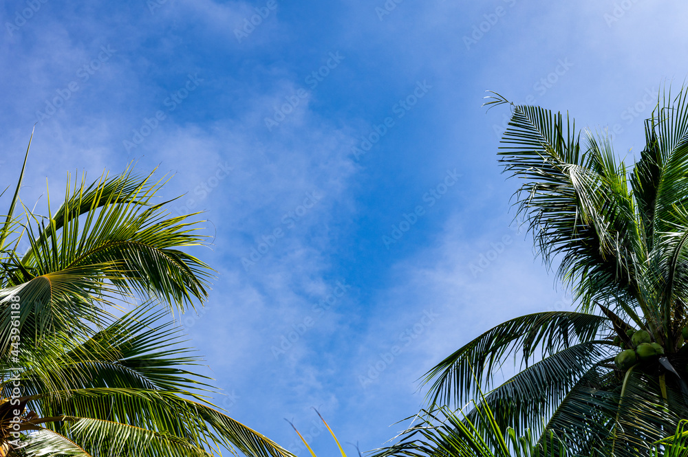 Fototapeta premium palm trees against blue sky