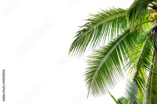 palm tree leaves