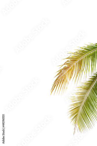 palm tree isolated on white background © PaToo