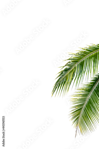 palm tree isolated on white © PaToo