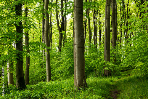 Obraz na płótnie Forest path in a beautiful springtime forest with mighty beech trees, near Goldbeck, Extertal, Teutoburg Forest, North Rhine-Westphalia, Germany