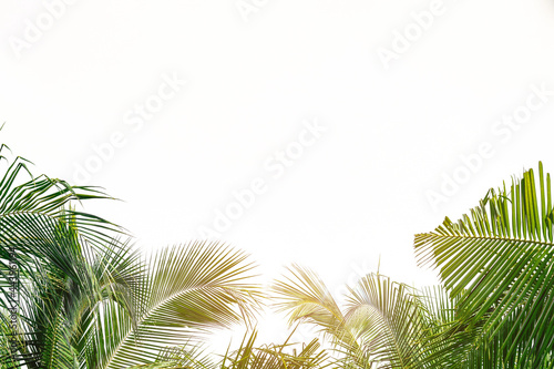 Fototapeta Naklejka Na Ścianę i Meble -  palm tree frame