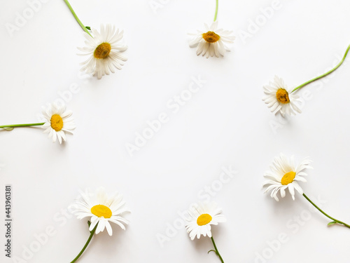 Flowers composition. Frame made of white chamomile flowers on white background.