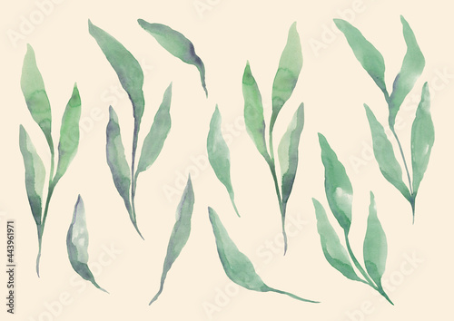 Elegant design with green watercolor foliage. Ideal for decorating fabrics  wrapping paper  wallpapers and websites