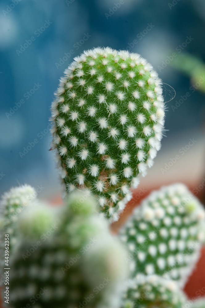 Cactus