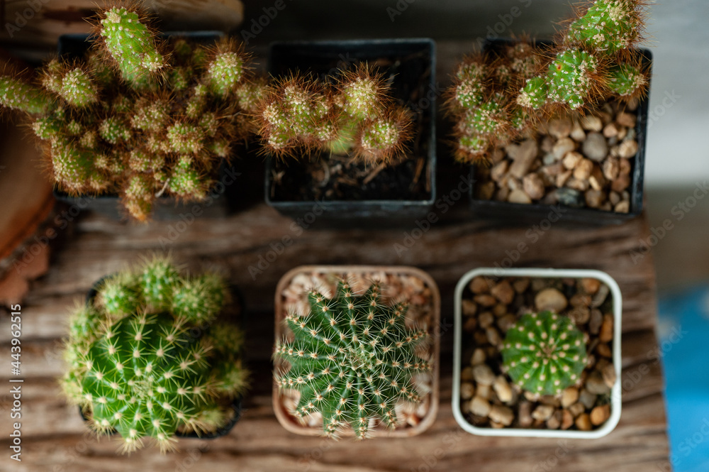 Cactus