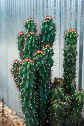 Obraz na płótnie Cactus w salonie