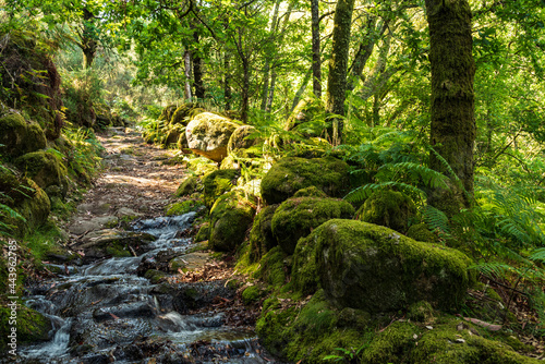 Fototapeta Naklejka Na Ścianę i Meble -  Stream of water running down a forest hiking path, an ancient roman road, surrounded by moss-covered rocks, near Lindoso, Peneda-Gerês National Park, Viana do Castelo district, Portugal