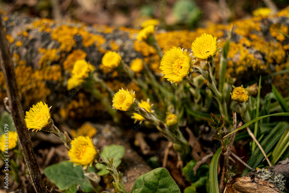 Close-up of yellow flowering coltsfoot plants on a deadwood branch overgrown with lichens, Weserbergland, Lower Saxony, Germany.