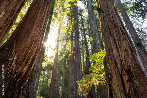 Afternoon Light on the Redwoods, Jedediah Smith State Park, Redwoods National Park, California