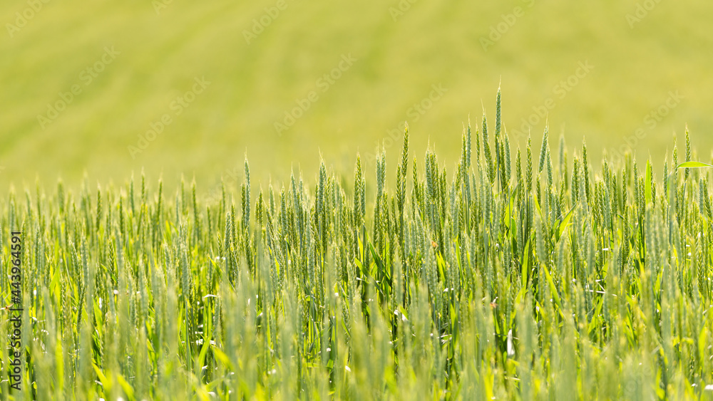 rural landscape of wheat field with selective focus on growing wheat ears