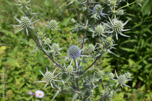 Eryngium flower with thorny leaves and flowers beginning