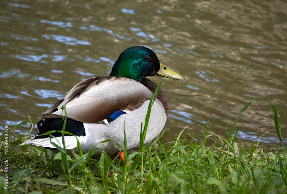 Fototapeta premium Duck
