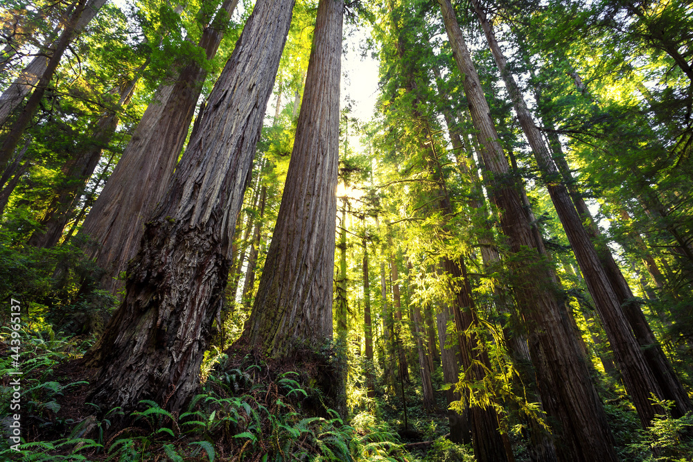 Afternoon Light on the Redwoods, Jedediah Smith State Park, Redwoods National Park, California Afternoon Light on the Redwoods, Jedediah Smith State Park, Redwoods National Park, California