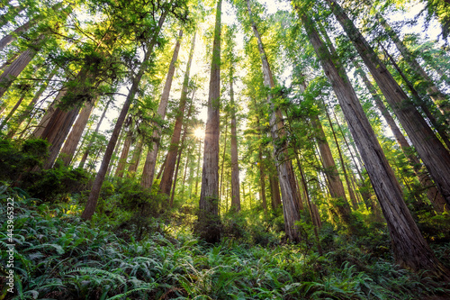 Afternoon Light on the Redwoods  Jedediah Smith State Park  Redwoods National Park  California