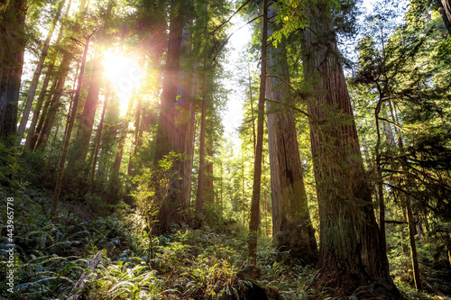 Fototapeta Naklejka Na Ścianę i Meble -  Afternoon Light on the Redwoods, Jedediah Smith State Park, Redwoods National Park, California