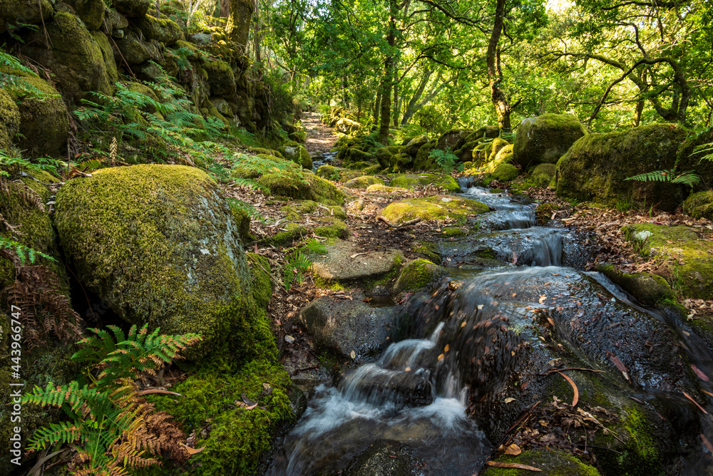 Stream of water running down a forest hiking path, an ancient roman road, surrounded by moss-covered rocks, near Lindoso, Peneda-Gerês National Park, Viana do Castelo district, Portugal