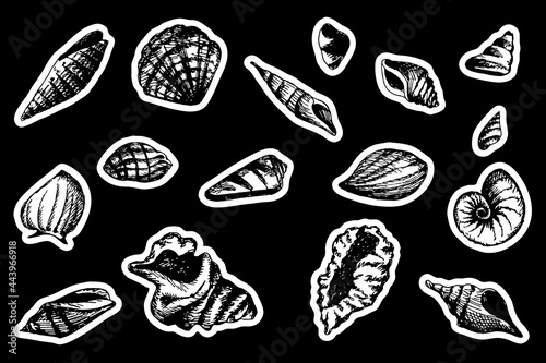 Seashells sticker pack. Drawn elements set isolated