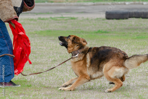 Guard dog training. Step 1. Figurant and German shepherd dog. photo