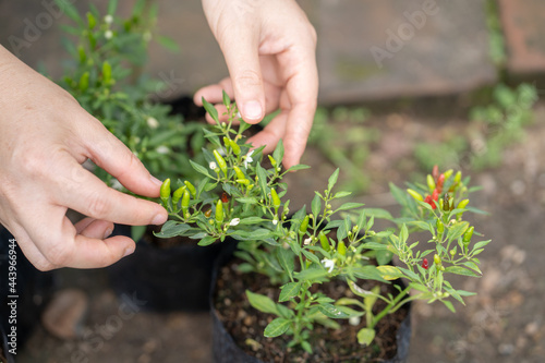 Woman hands holding chili peper outdoor.